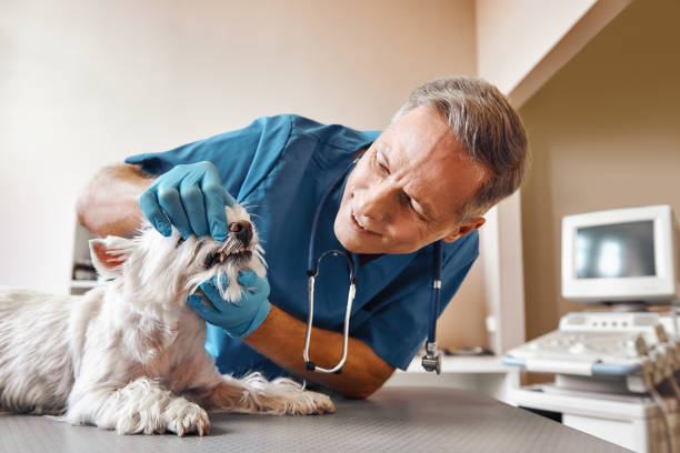 Best Emergency Denture Repair in Gifford, FL